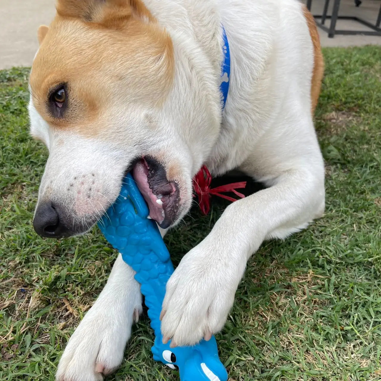 Play & Enrichment