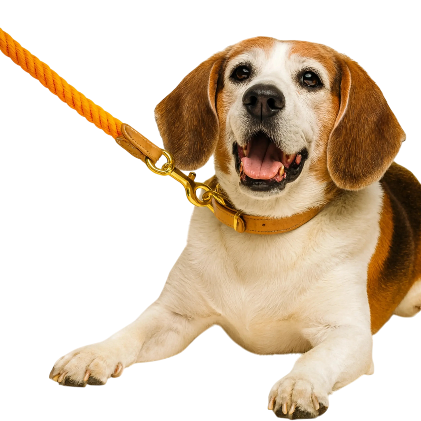 Braided Dog Leash
