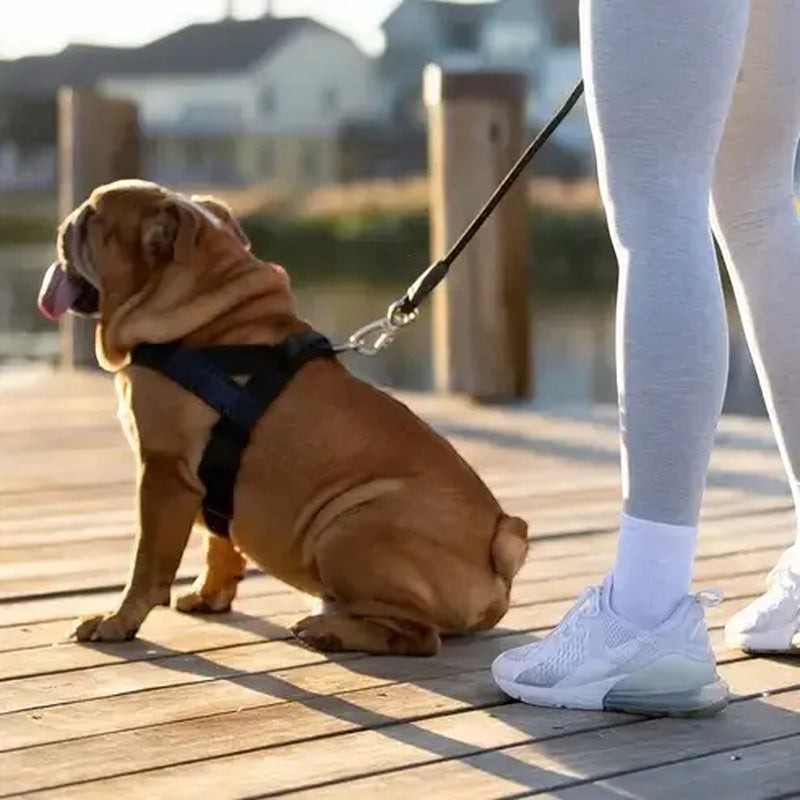 Dog Friendly Co. Harness - Easy to Fit No-Pull Design - Safe Secure and Comfortable - Ideal for All Dogs- Adjustable Straps for Perfect Fit - Chafe-Resistant Lightweight Straps